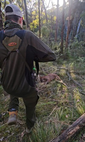 Moroka 30 Hunt Blog First Sambar Deer hunting